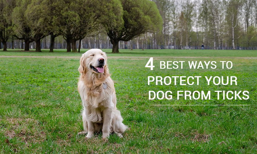4 Best Ways to Protect your Dog from Ticks